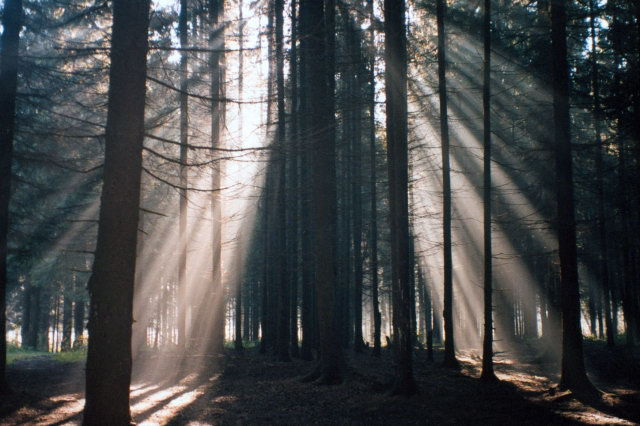 26.09.2003 - "Утро в еловом лесу"