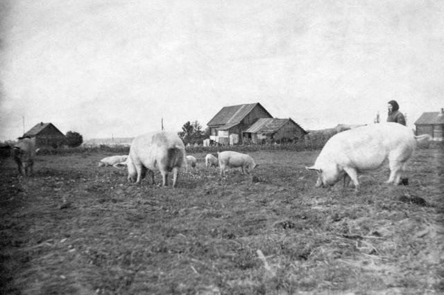 1952 - Гнилуши, выгон скота