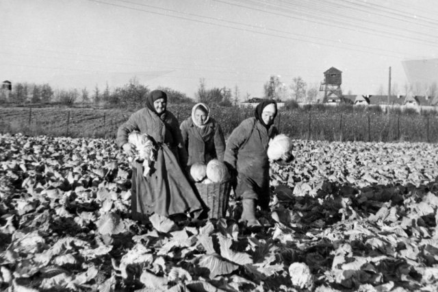 1950 - Выборочная уборка ранней капусты
