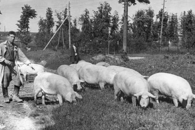 1950 - Свиноматки белой английской породы со свинофермы "Дома Агронома"