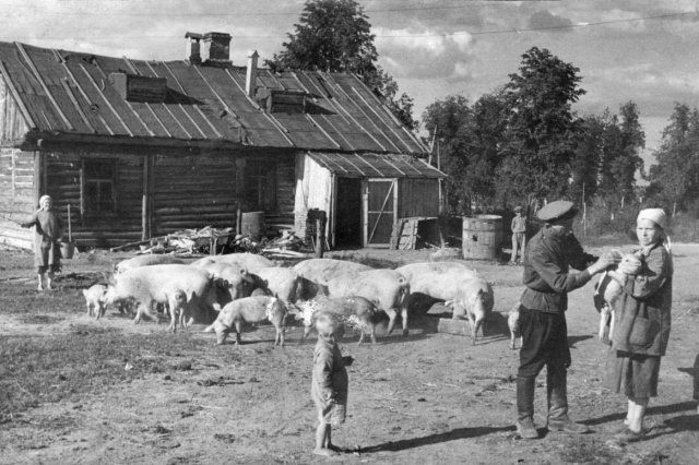 1950-е - Свиноферма учебного хозяйства "Дом Агронома"
