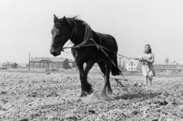 1950 - Работа в учебном хозяйстве "Дома Агронома"