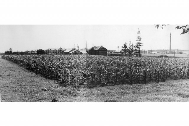 1950 - Опытный участок по изучению кукурузы